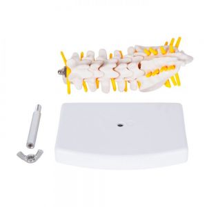 MODELO RAQUIS personalizada